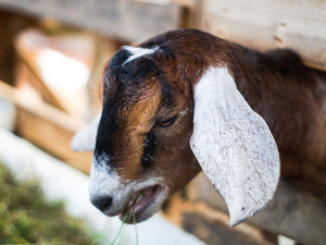 Cabras en venta Antioquia