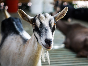 Cabras en venta Colombia