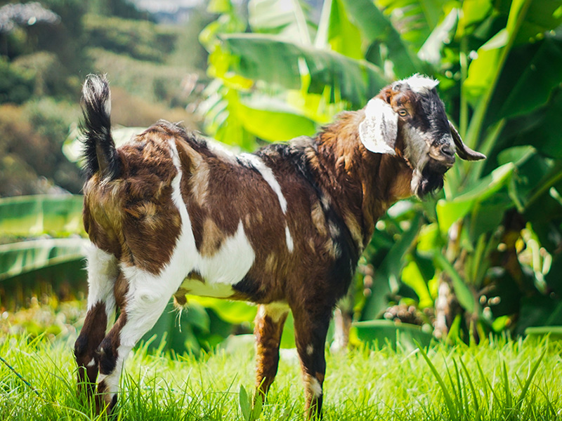 Macho reproductor en Lácteos Tierra Grata