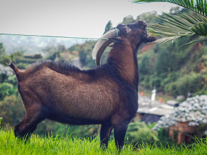 Macho reproductor en Antioquia