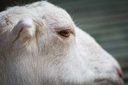 cabra blanca ojos