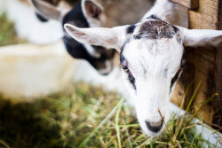 cabras blancas