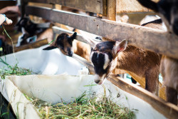 cabras comiendo