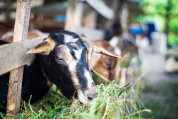 cabra comiendo pasto verde