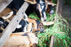 cabras en establo comiendo