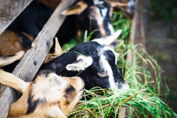 cabras comiendo