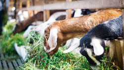 cabras con pasto verde