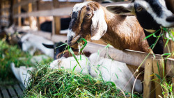 cabras comiendo en establo