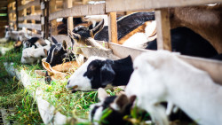 cabras en establo