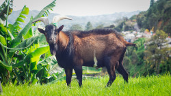 Cabra lácteos tierra grata